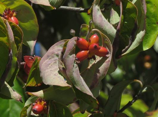 Descripción: D:\flores x genero\Ornamentales varias\Ornamentales\Angio-Dic-A-c\cornus\Cornus mas (1).JPG